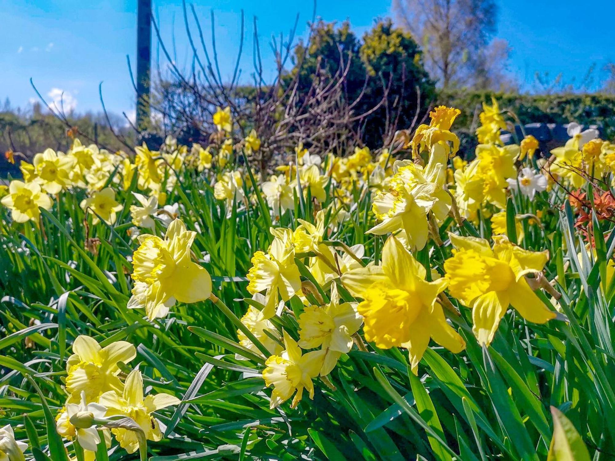 Daffodils Vila Coanwood Exterior foto